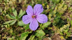 Erodium gruinum
