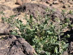 Lepidium lasiocarpum