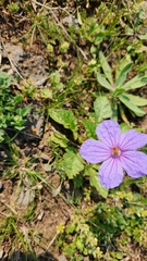 Erodium gruinum