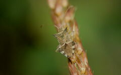 Cletomorpha