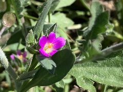 Calandrinia menziesii