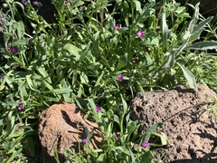 Calandrinia menziesii