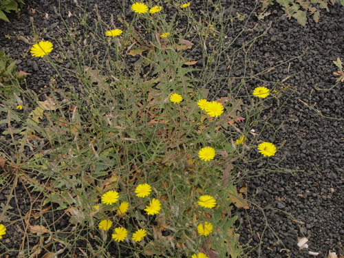 Image of Launaea nudicaulis by (c) Christian Berg, some rights reserved (CC BY)