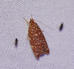 Syringoseca rhodoxantha