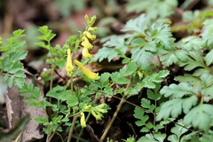 Corydalis pallida