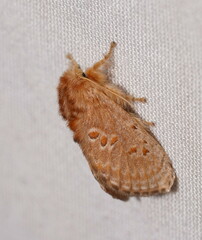 Pseudanapaea denotata