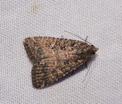 Hypoperigea tonsa