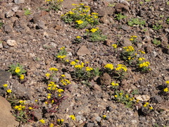 Senecio leucanthemifolius image