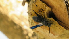 Allorhynchium chinense