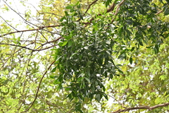 Viscum ovalifolium