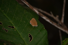 Arhopala major