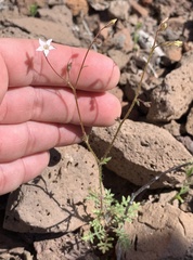 Gilia stellata