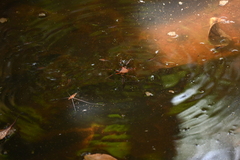 Limnometra