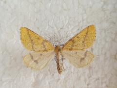 Aspitates ochrearia