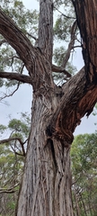 Eucalyptus baxteri