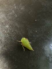 Stictocephala militaris