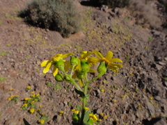 Senecio leucanthemifolius image