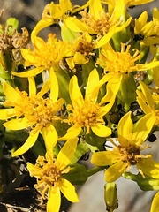 Barkleyanthus salicifolius
