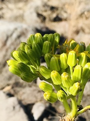 Barkleyanthus salicifolius