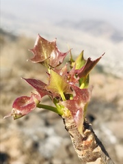 Barkleyanthus salicifolius