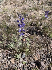 Lupinus sparsiflorus