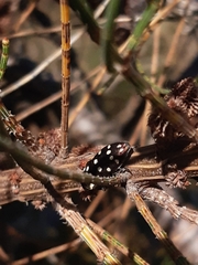 Diphucrania duodecimmaculata