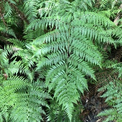 Calochlaena dubia