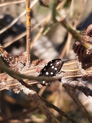 Diphucrania duodecimmaculata