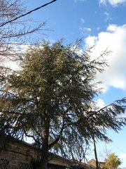 Cedrus