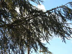 Cedrus