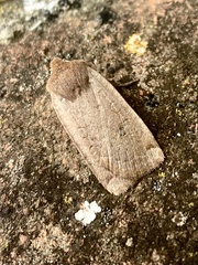 Conistra erythrocephala