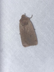 Conistra erythrocephala