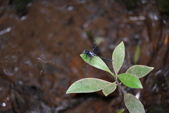 Pornothemis starrei