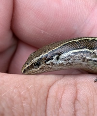 Oligosoma