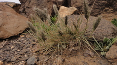 Enneapogon desvauxii