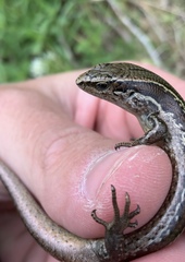 Oligosoma