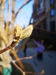 Rhododendron mucronulatum