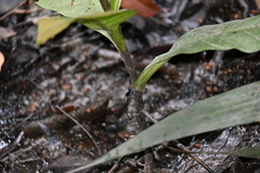 Onychargia atrocyana