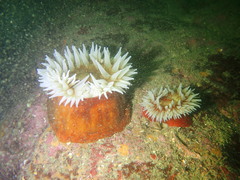 Urticina piscivora