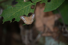 Tanaecia pelea