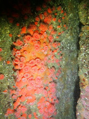 Corynactis californica