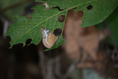 Tanaecia pelea