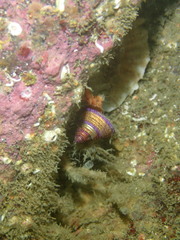 Calliostoma annulatum