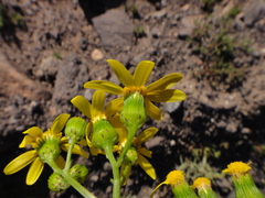 Senecio leucanthemifolius image