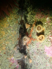 Caryophyllia alaskensis