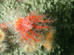 Psolus chitonoides