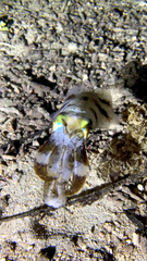 Sepioteuthis lessoniana