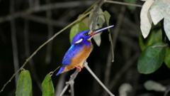 Alcedo meninting