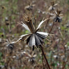 Bidens tripartita