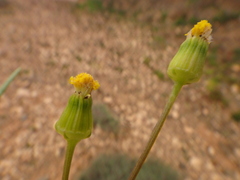 Senecio massaicus